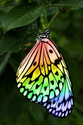 Photo:  Rainbow butterfly 2